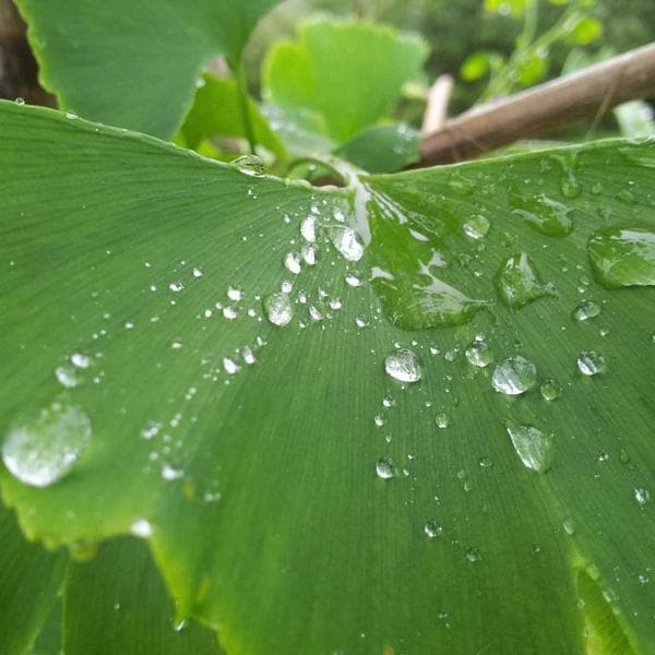 Fermaglio Capelli a Fiore